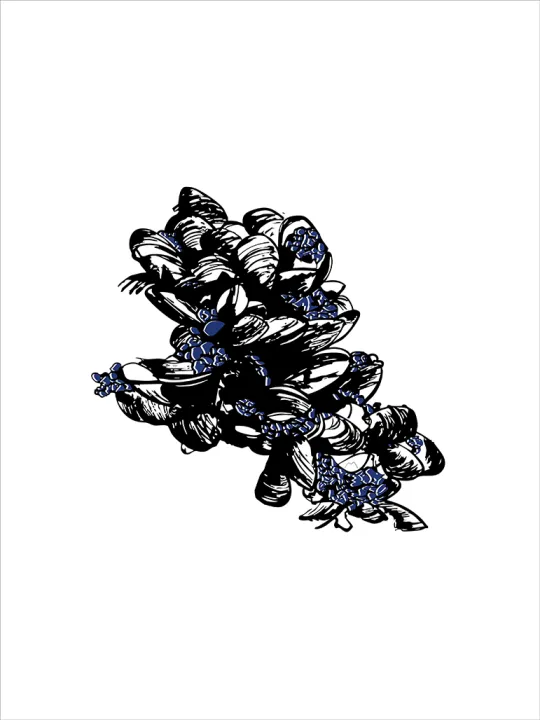 Moules de rocher